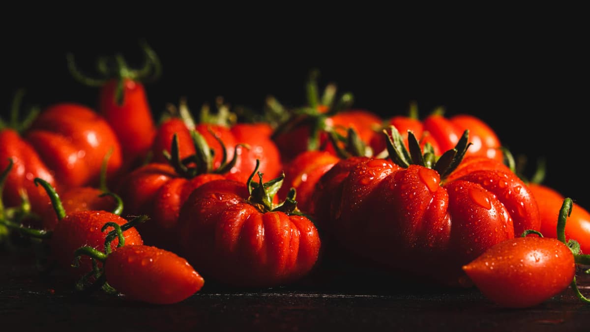 Hydroponic Troubleshooting Guide