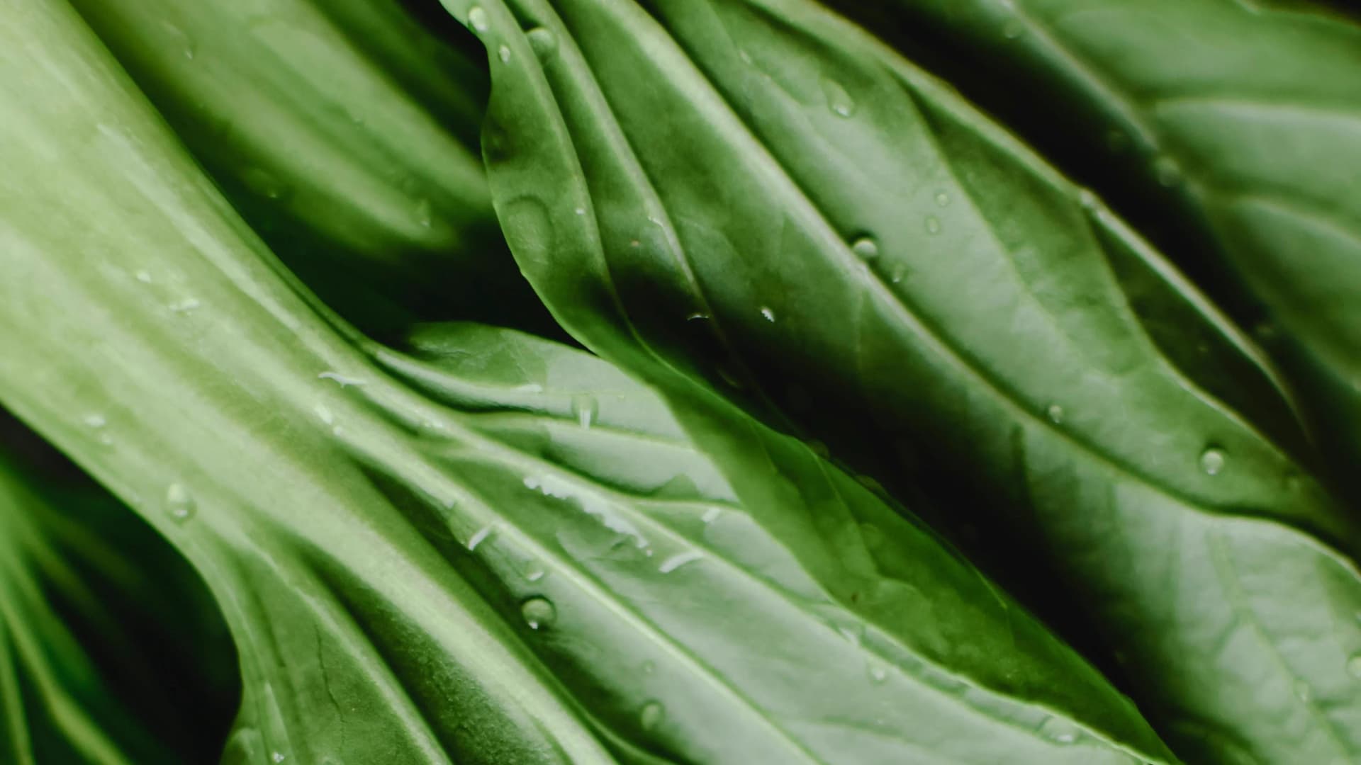 Hydroponics for Beginners UK