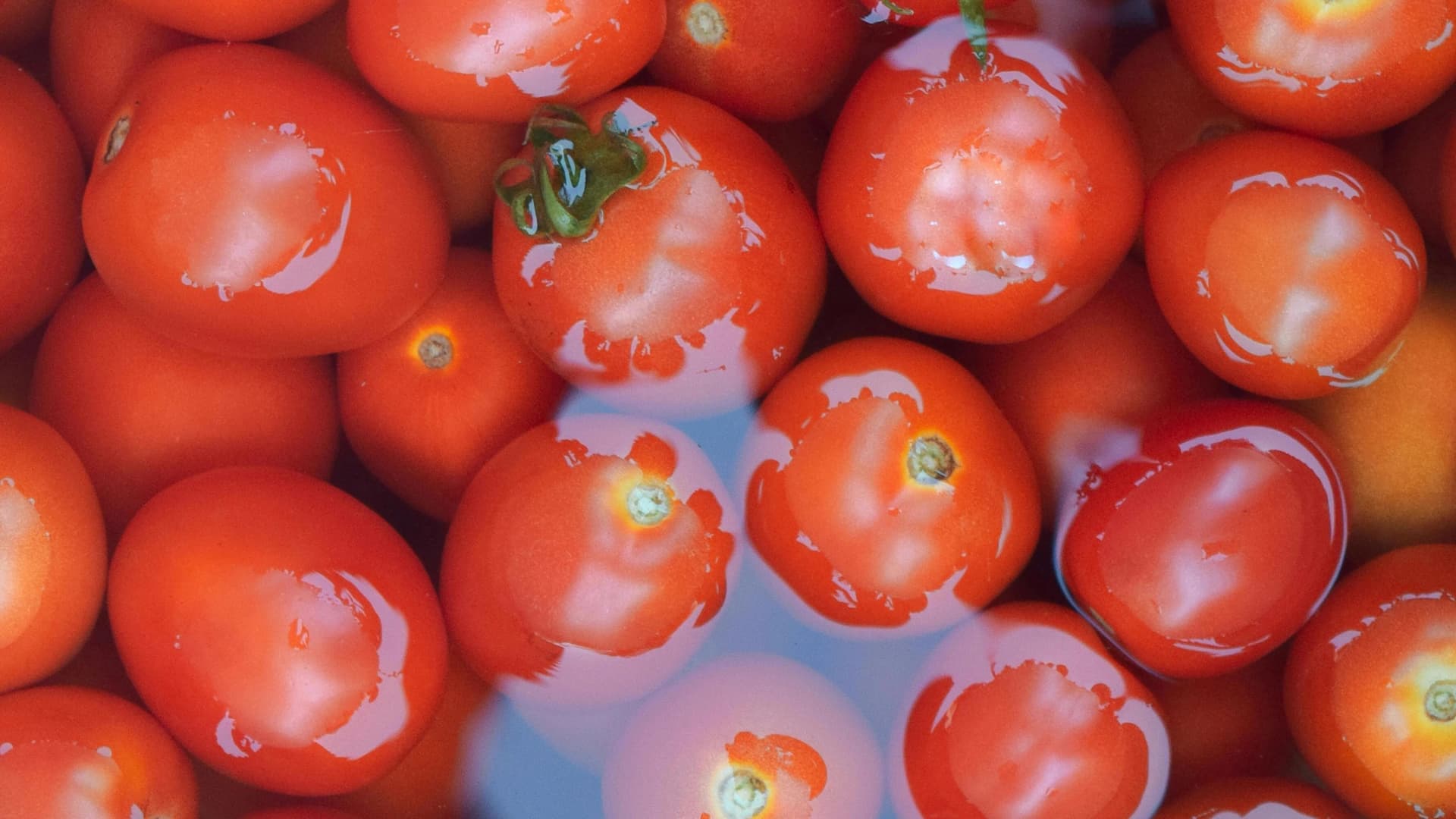 Hydroponic pH Management Guide