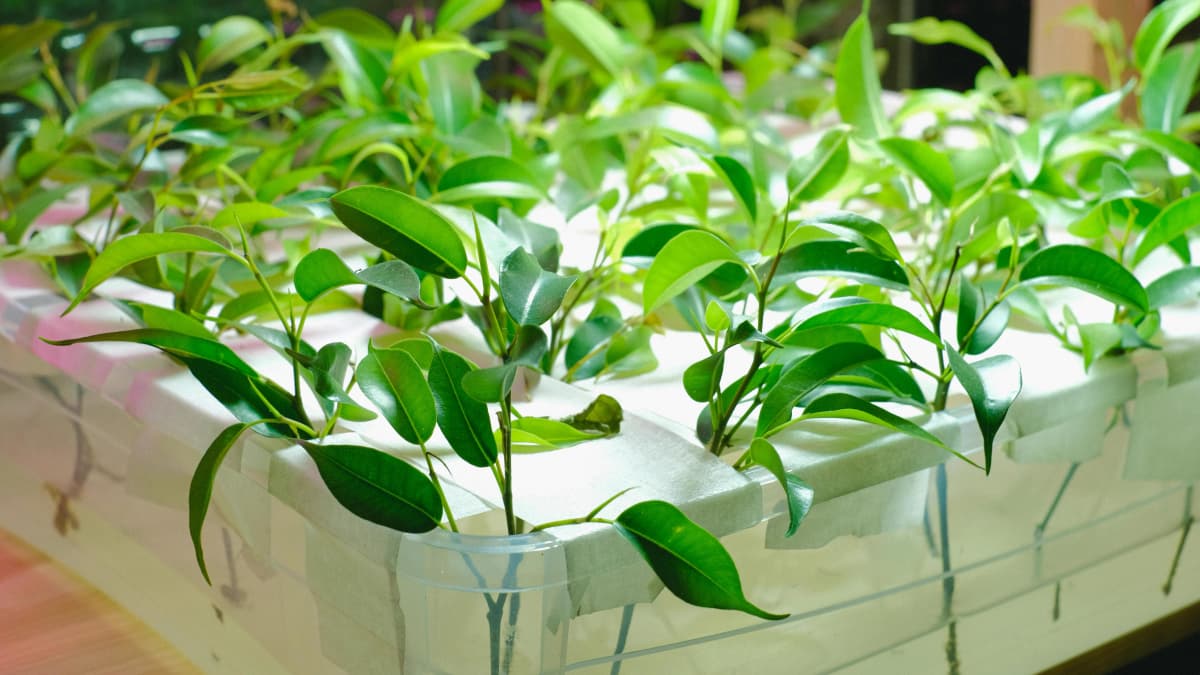 Hydroponic Nutrients Complete Guide
