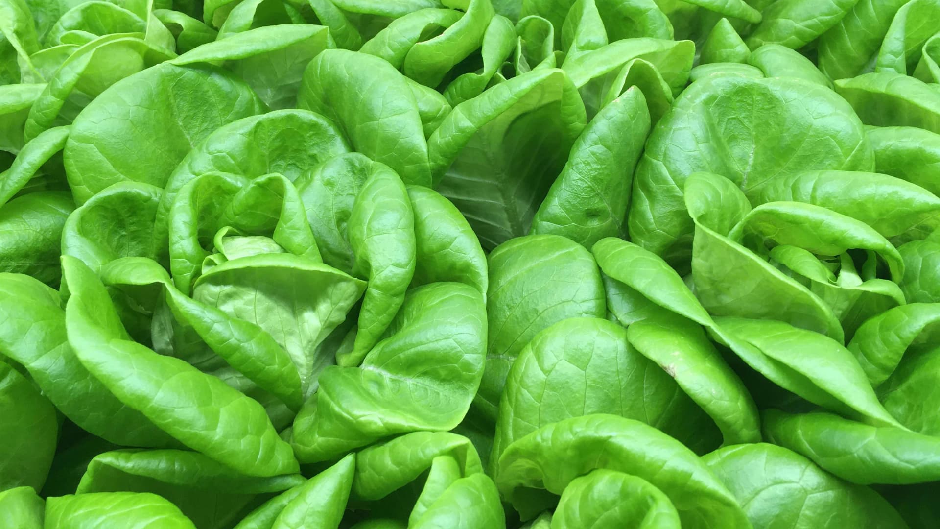 HydroponicAdvice.com - Hydroponics Made Simple