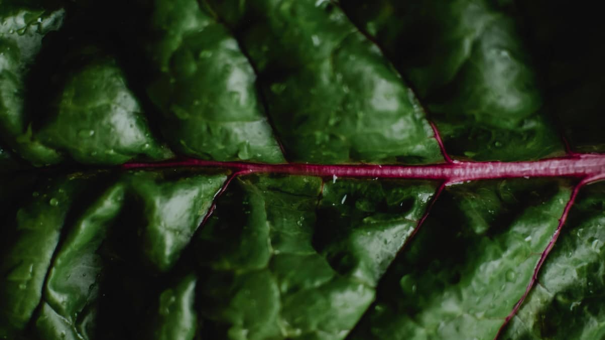 Hydroponics vs Soil Comparison