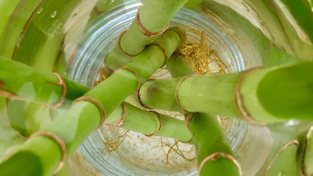 Kratky Method Complete Guide